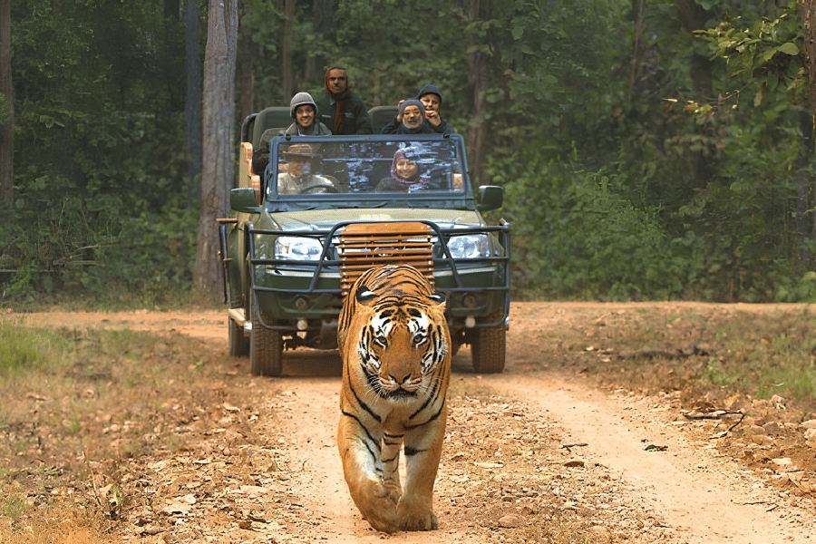 🏜Kanha