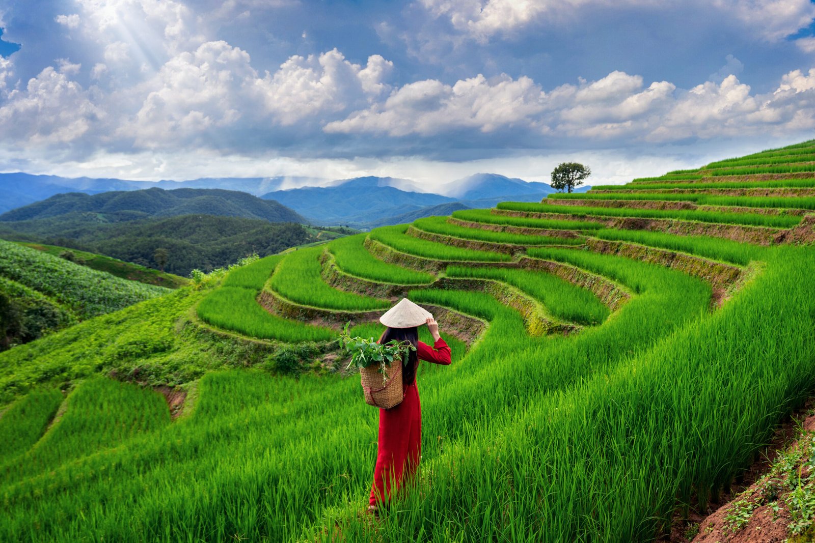 Asian woman wearing Vietnam culture traditional at rice terrace of Ban pa bong piang in Chiangmai, Thailand.