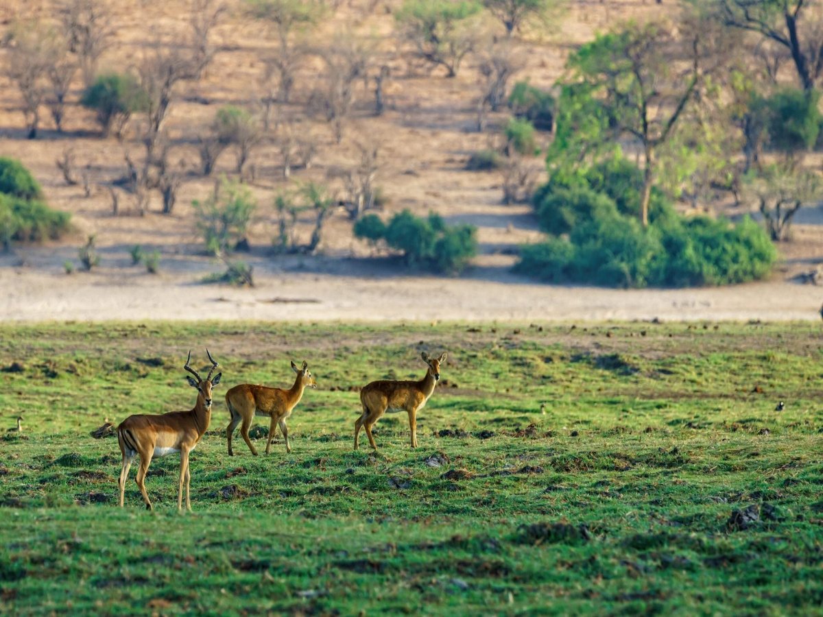 beautiful-shot-deer-standing-grassy-field-with-blurred-natural-1-scaled
