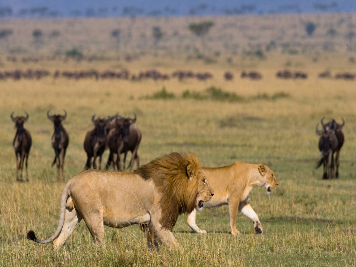 lion-lioness-are-meeting-savannah-national-park-kenya-tanzania-masai-mara-serengeti-1-scaled