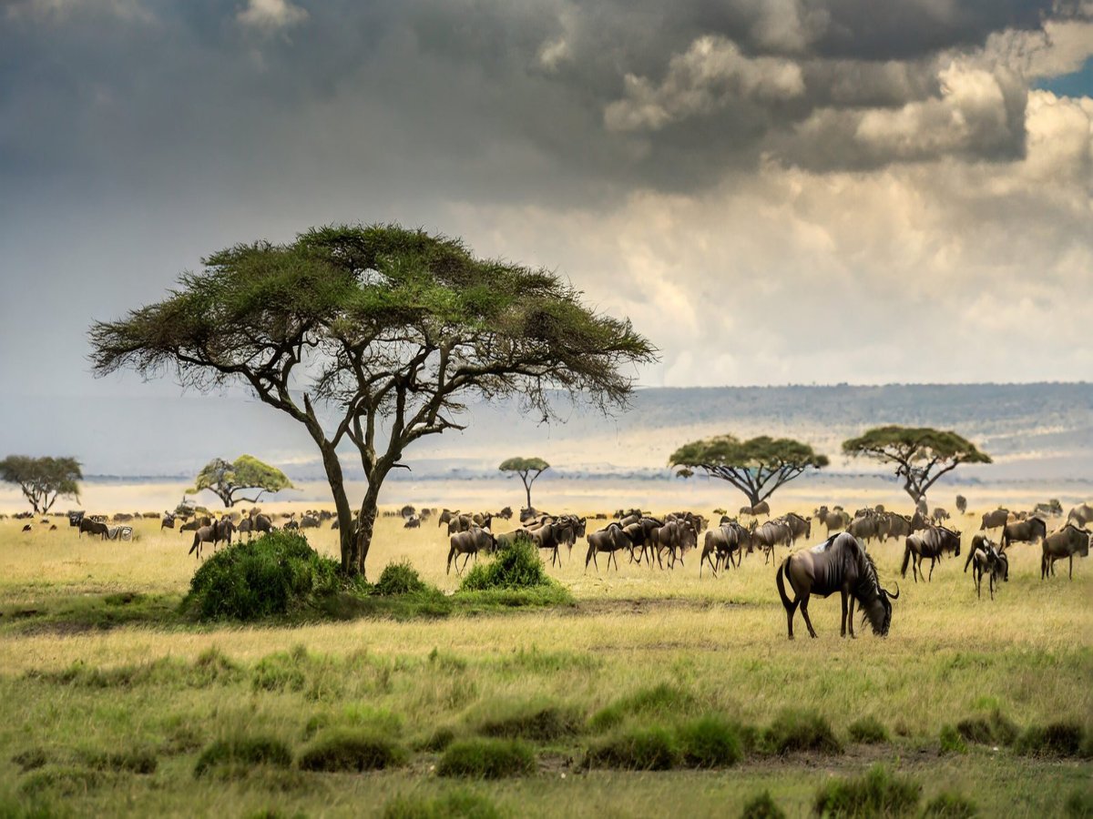 serengeti-plains-dotted-with-acacia-trees-migrating-wildebeest-scaled