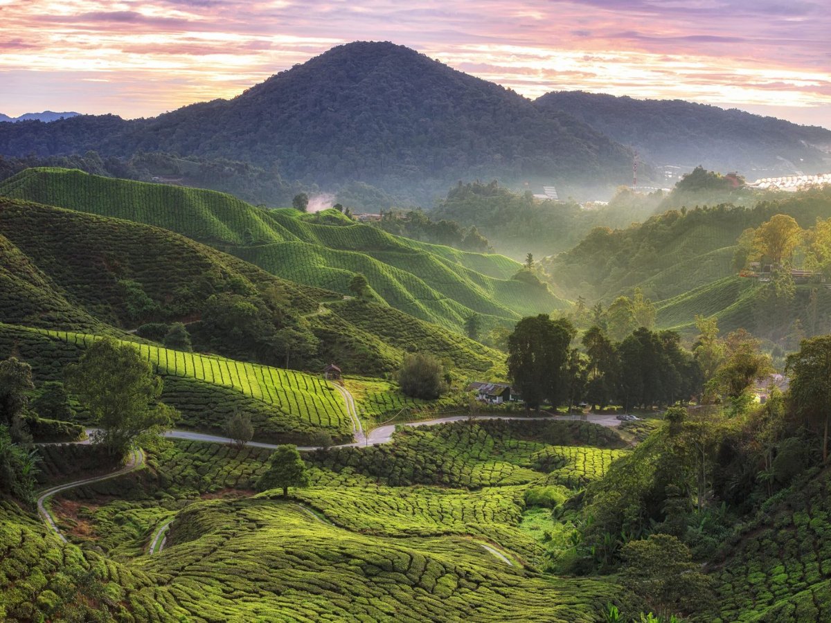 tea-plantation-cameron-highlands-malaysia-scaled