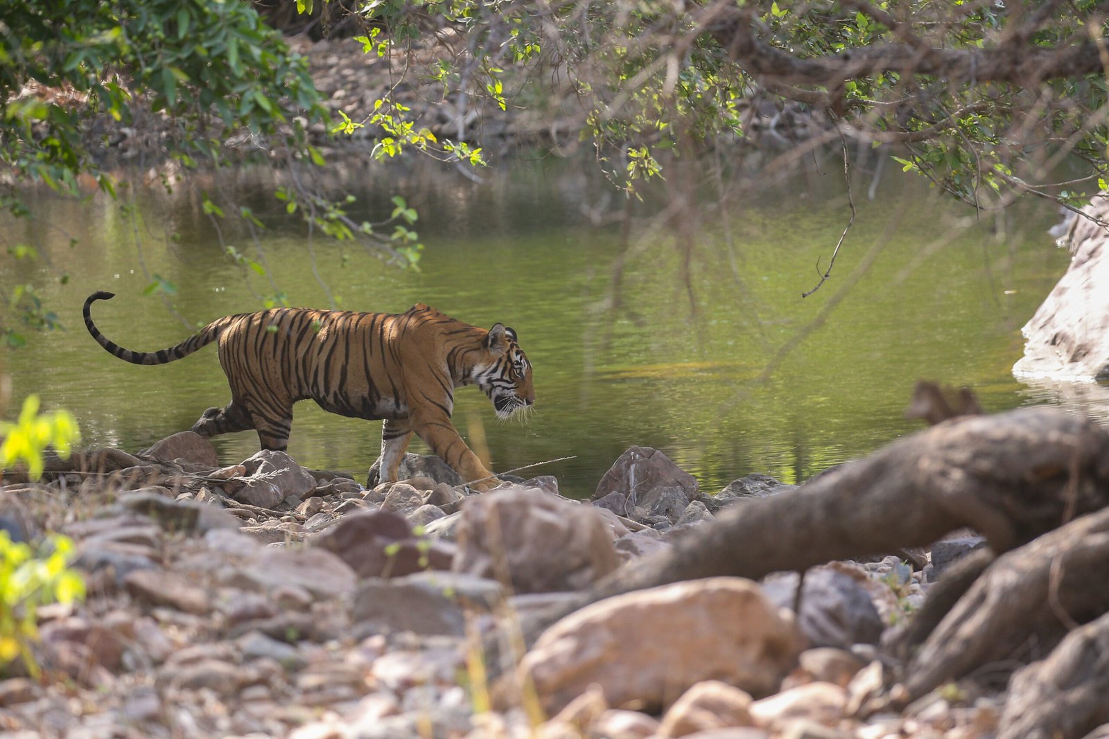 🐅 Tadoba National Park